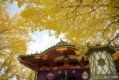 黄金色に包まれて