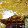 黄金色に包まれて