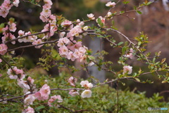 慈眼寺にて～ボケ