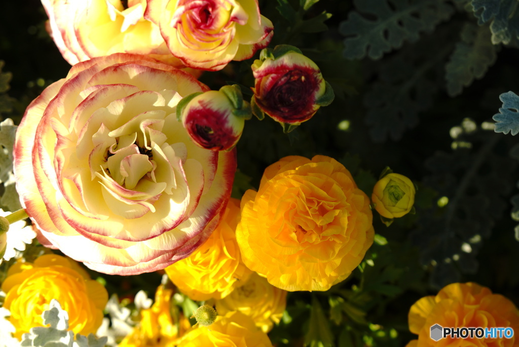 ラナンキュラス