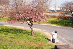 みんな桜を待っていた
