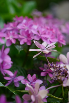 がく紫陽花