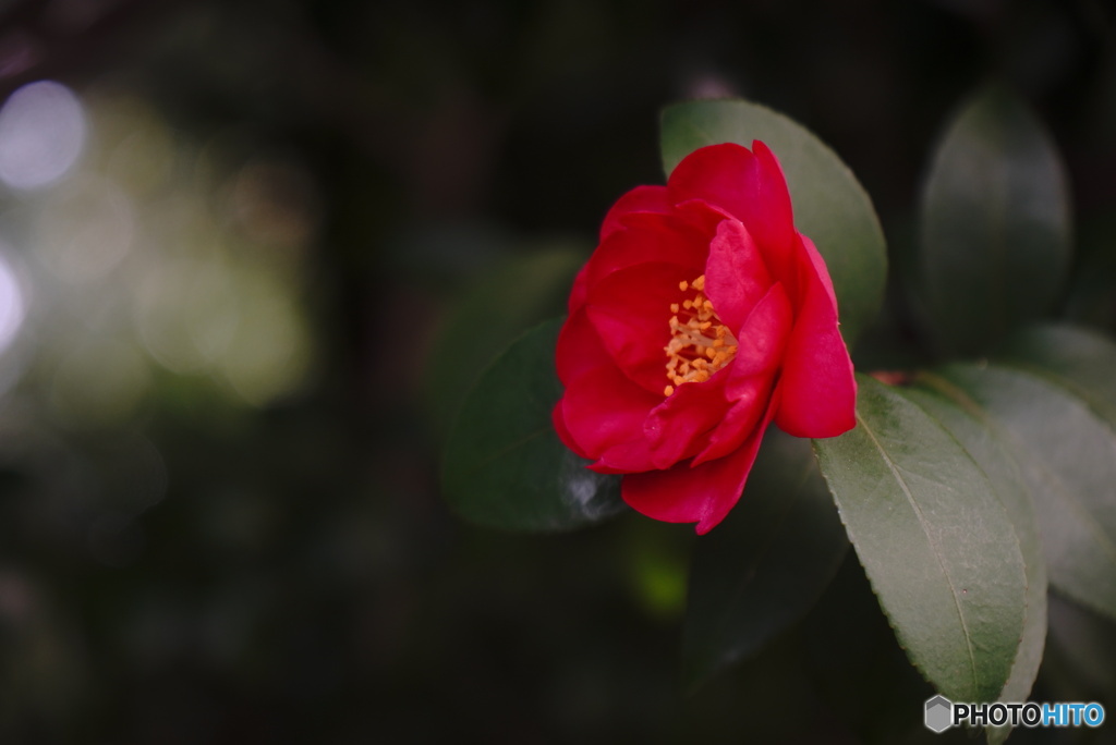 紅の山茶花