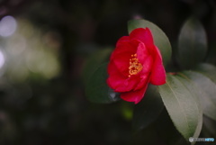 紅の山茶花