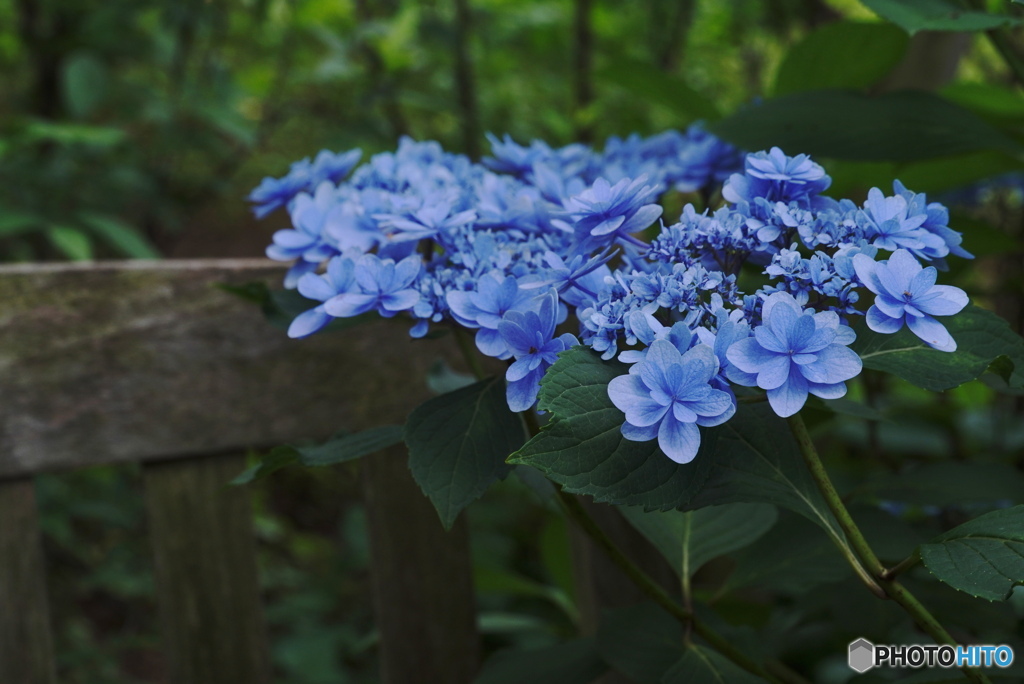 青い紫陽花