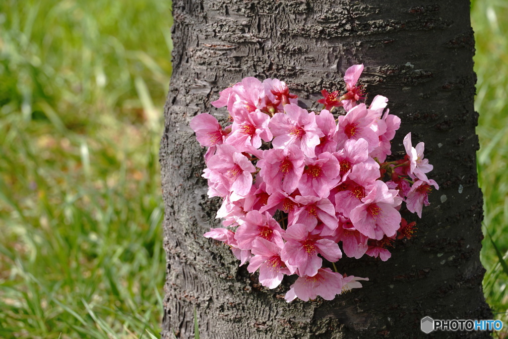 愛すべき桜