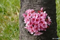 愛すべき桜