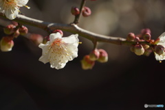 春一枝