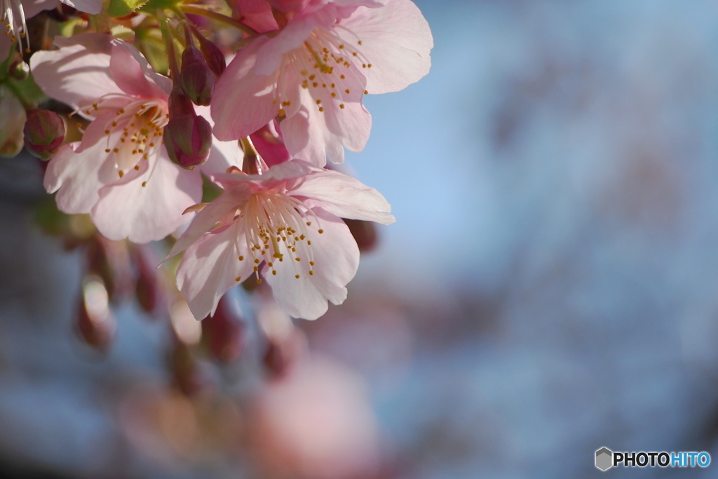 河津桜