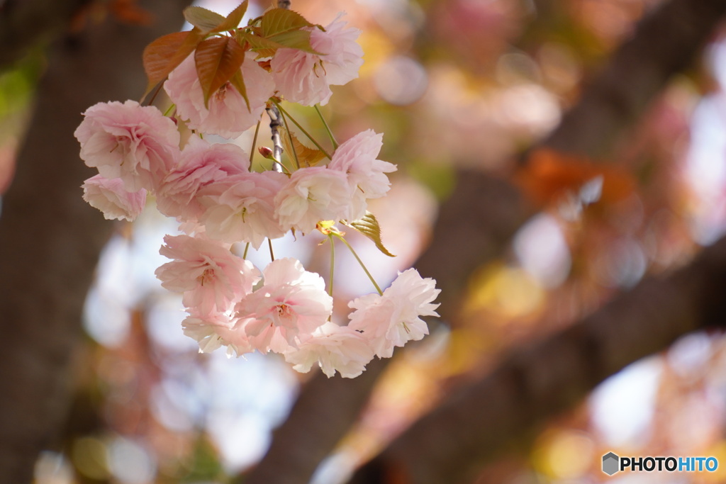 普賢象桜