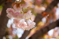 普賢象桜