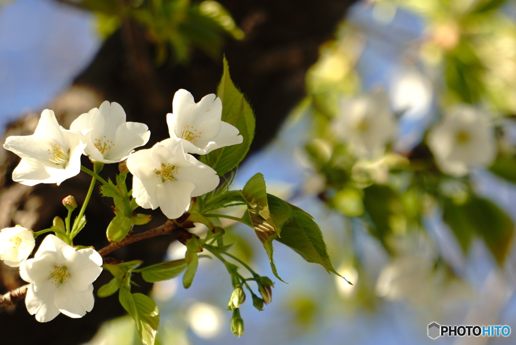 大島桜