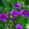 紫つゆ草