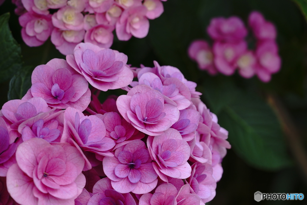 ラヴリー紫陽花～ピンク