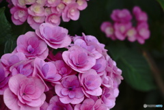 ラヴリー紫陽花～ピンク