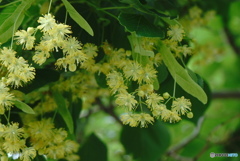 菩提樹の花