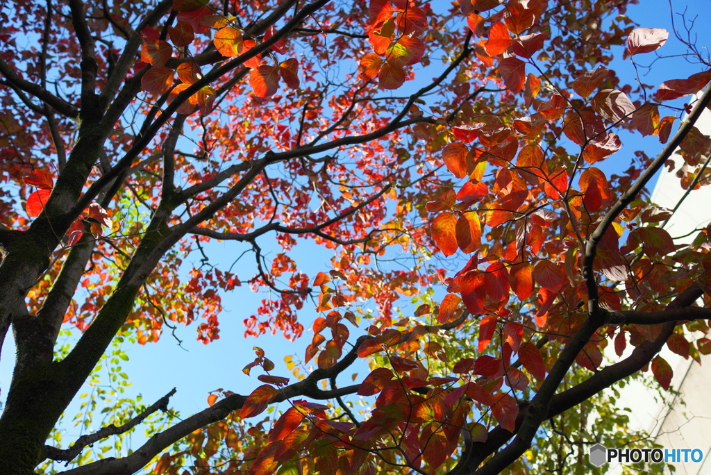 小学校の桜の木