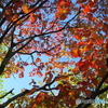 小学校の桜の木