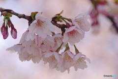 大寒桜