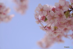 春はすぐそこに