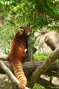 動物園の人気者