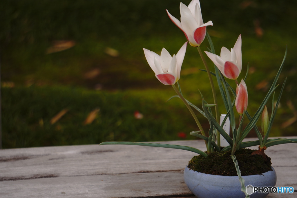 生け花のように