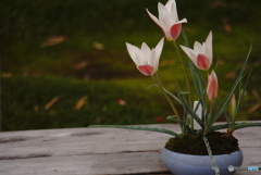 生け花のように