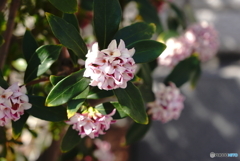 香りをたどって