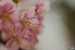 桜色溶ける