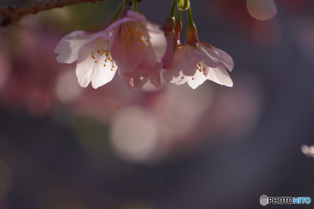 大寒桜の目覚め