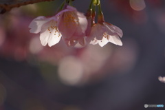 大寒桜の目覚め