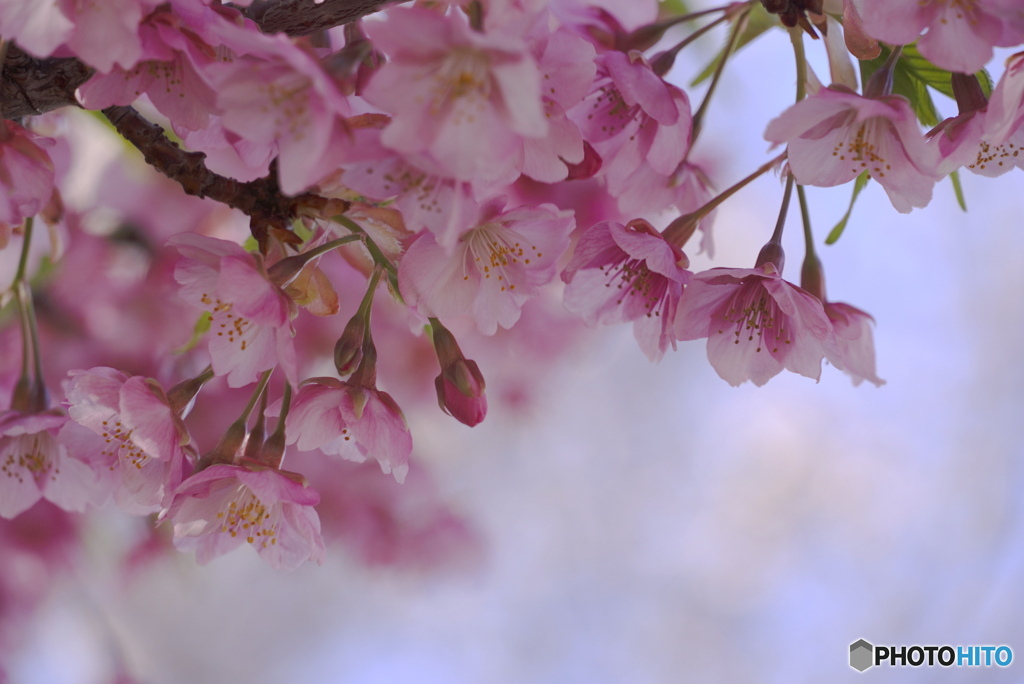 河津桜