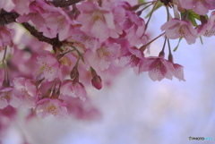 河津桜