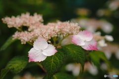 紅がく紫陽花