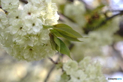黄色い八重桜～ウコン