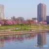 川の手の春Ⅴ