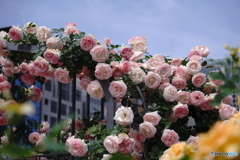 薔薇のアーチ