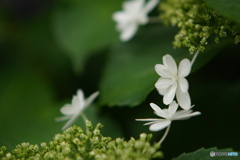 紫陽花の情景③