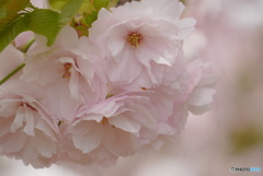 優しいピンクの一葉桜