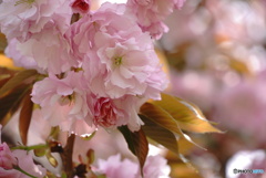 八重桜～江戸