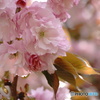 八重桜～江戸