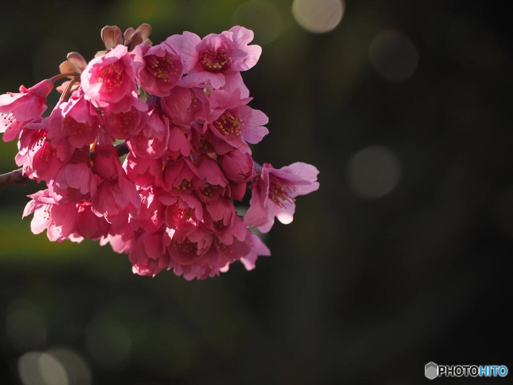 寒緋桜