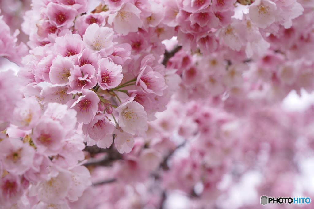 オオカンザクラ in full bloom