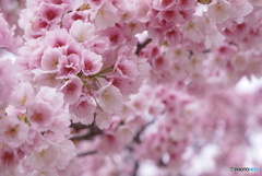 オオカンザクラ in full bloom