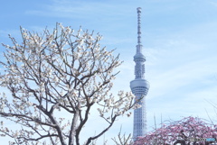 隅田公園にて