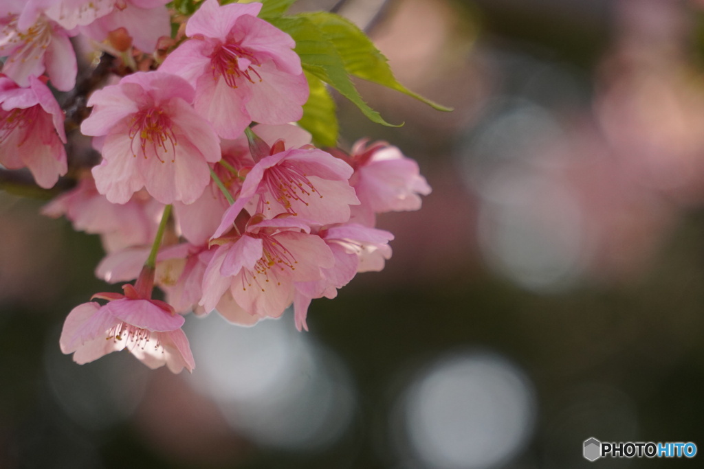 花ざかりⅡ