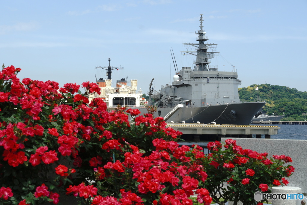「うらが」と赤い薔薇