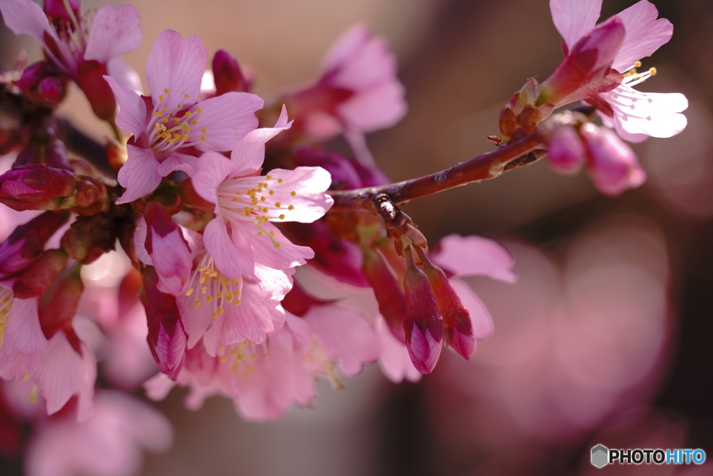 小さな桜