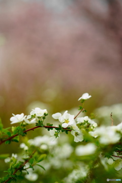 桜並木の雪やなぎ