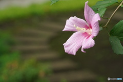 むくげ